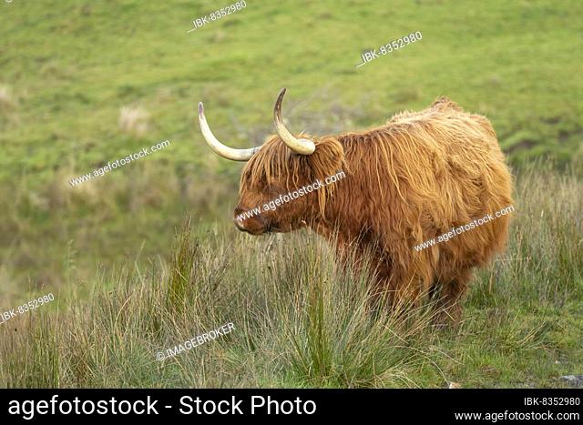 Highland cattle (Bos taurus) adult standing on a hill, Argyll, Scotland, United Kingdom, Europe