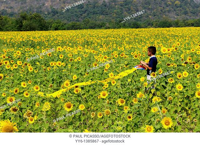 young boy with his kite, sunflower field , sunflower fields of lopburi , central thailand