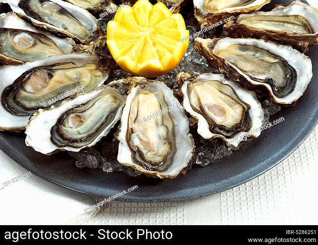 FRENCH OYSTER MARENNES D'OLERON ostrea edulis WITH YELLOW LEMON ON PLATE