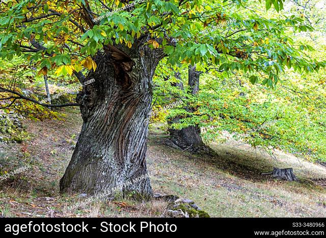 Two big chestnut trees in fall time in Casillas. Avila. Spain. Europe