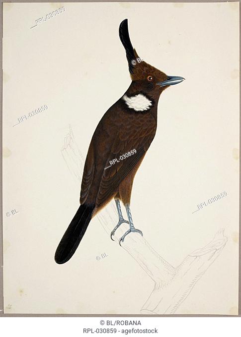 Crested Jay 'Platylophus Galericulatus'. From an album of 51 drawings of birds and mammals made at Bencoolen, Sumatra, for Sir Stamford Raffles
