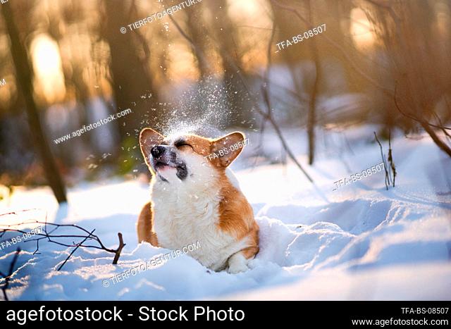 Welsh Corgi in the snow