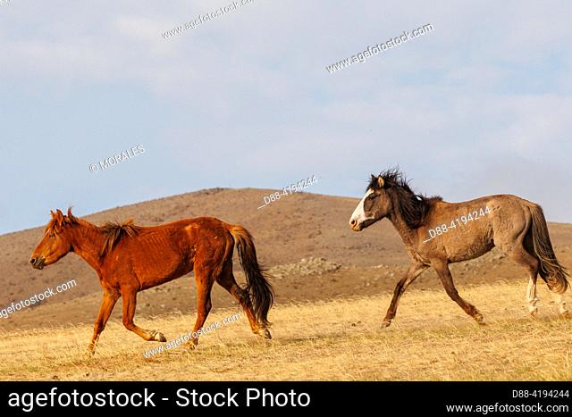 Asia, Mongolia, Hustai National Park, Domestic horse in Khustain Nuruu National Park,