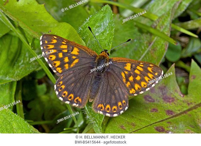 Duke of Burgundy (Hamearis lucina, Nemeobius luvina), sitting on a leaf, view from above, Germany