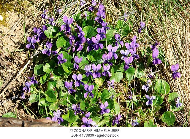 Viola odorata, Duftveilchen, sweet violets