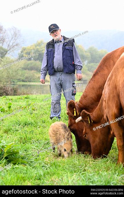 29 September 2022, Lower Saxony, Brevörde-Grave: Wild boar ""Frida"" eats next to two cows in front of farmer Friedrich Stapel on a pasture on the Weser river...