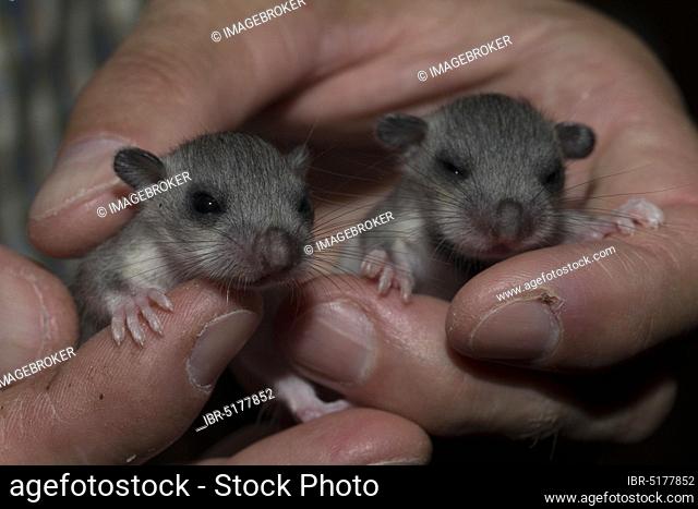 Edible dormouse (Glis glis), two young in hand, Saxony, Germany, Europe