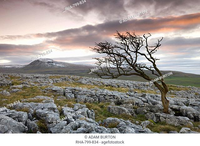 Snow capped Ingleborough and wind blown hawthorn tree on the limestone pavements on Twistleton Scar, Yorkshire Dales National Park, North Yorkshire, England