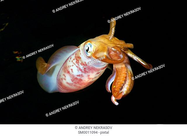 Bigfin reef squid (Sepioteuthis lessoniana) Red Sea, Egypt, Africa