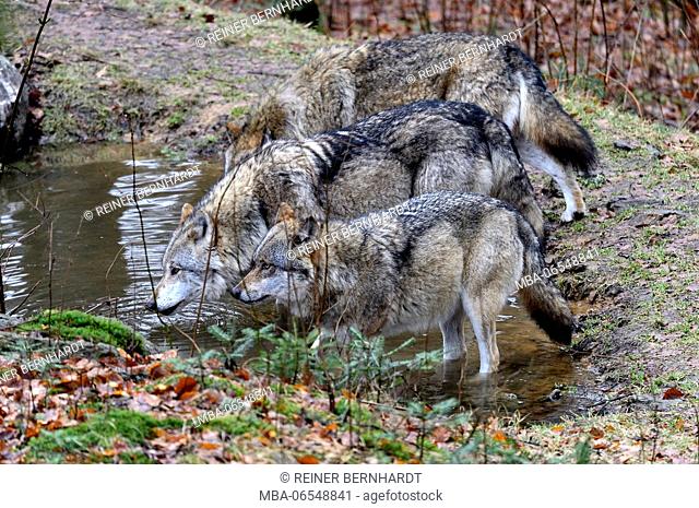 European wolf pack in the forest, Canis lupus