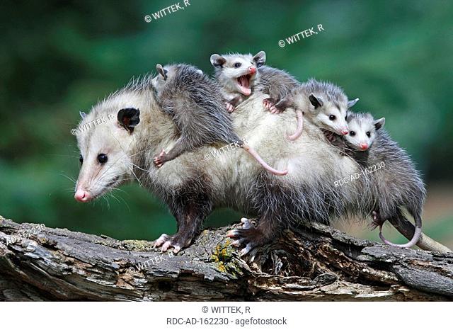 North American Opossum with youngs Minnesota USA Didelphis marsupialis virginiana Northern Opossum
