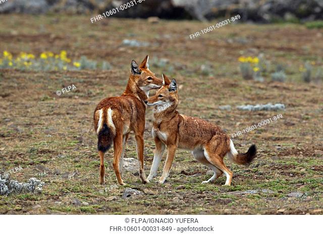 Ethiopian Wolf Canis simensis adult pair, greeting each other, Bale Mountains, Oromia, Ethiopia