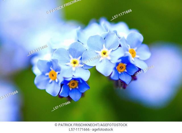 forget-me-not, Italy