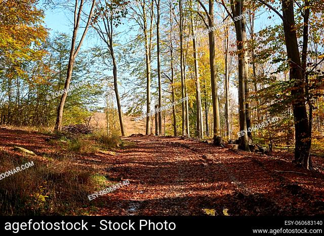 Forest path with colorful autumn leaves
