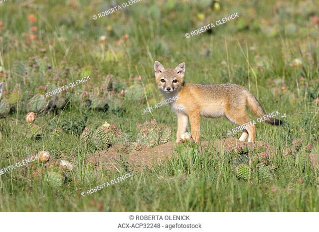 Swift fox Vulpes velox, kit at den, near Pawnee National Grassland, Colorado
