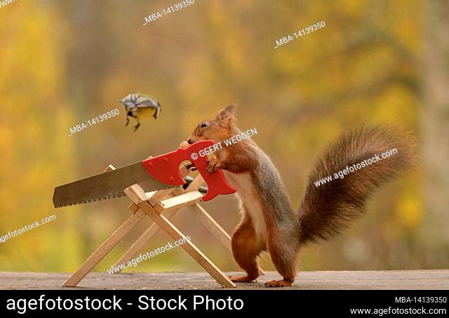 red squirrel is holding an saw