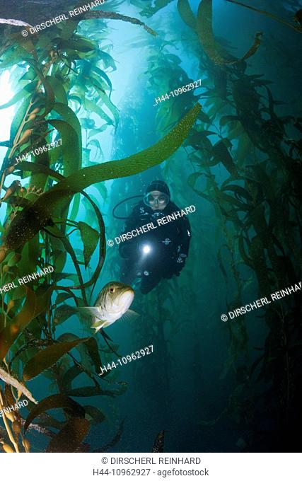 Scuba Diver and Kelp Bass, Paralabrax clathratus, San Benito Island, Mexico