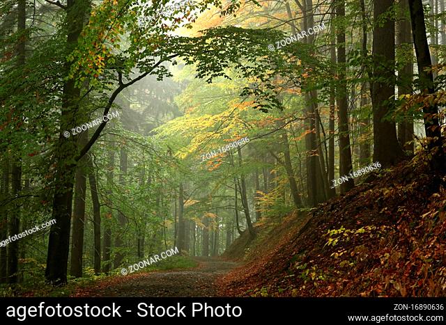 Trail through the autumn forest on a misty weather, Bischofskoppe Mountain, October, Poland