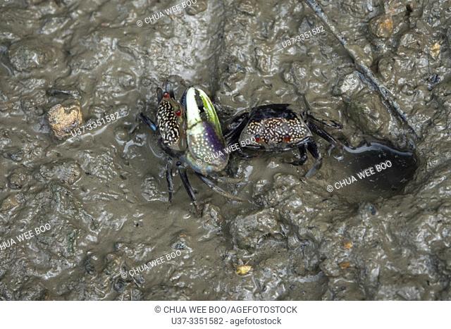 Mud Crabs, Sungai Apong, Kuching, Sarawak, Malaysia