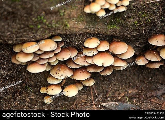 Mushrooms growing on a trunk in a forest