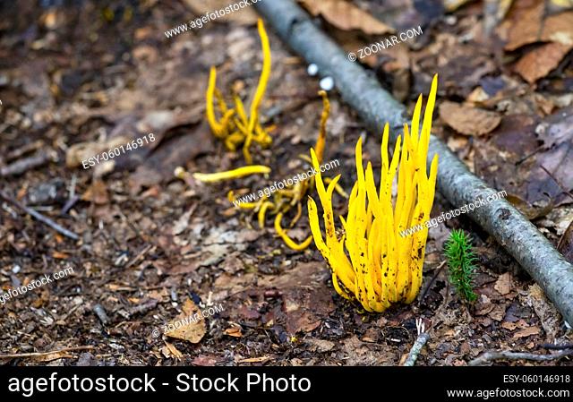 Closeup view of Clavulinopsis fusiformis fungi, commonly called golden spindle or spindle-shaped yellow coral mushrooms