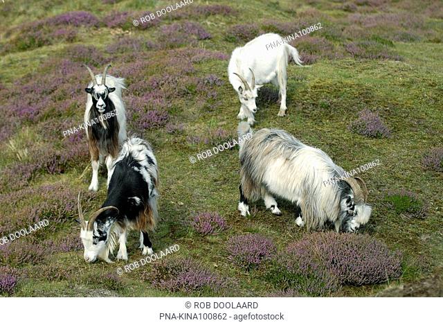 Goat Capra domesticus - Landerummerheide, Terschelling, Skylge, Wadden islands, Frisia, The Netherlands, Holland, Europe