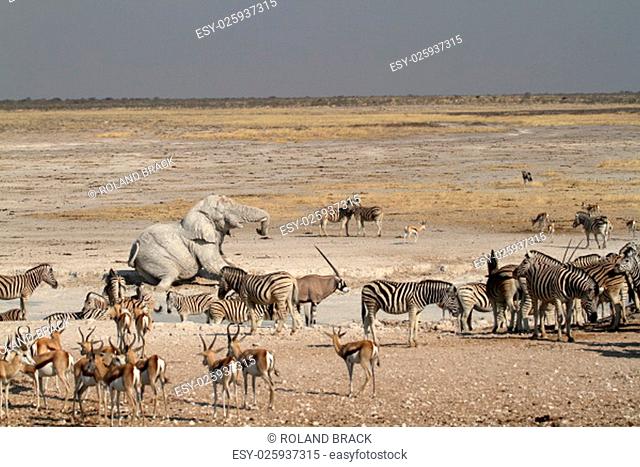 animals at waterhole in etosha park in namibia