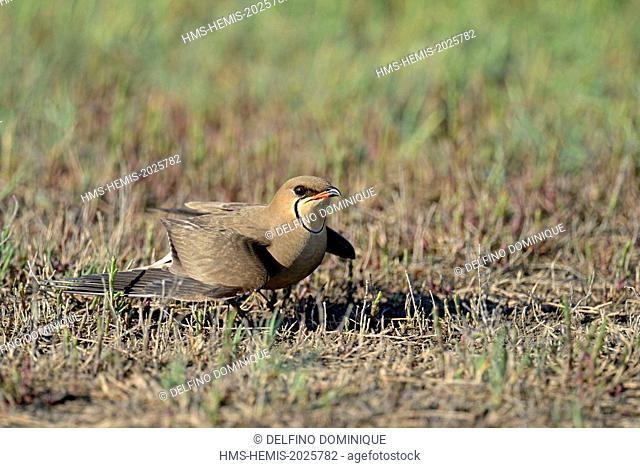 Romania, Danube Delta listed as World Heritage by UNESCO, Collared Pratincole (Glareola pratincola) nesting in samphire on the edge of a salt marsh
