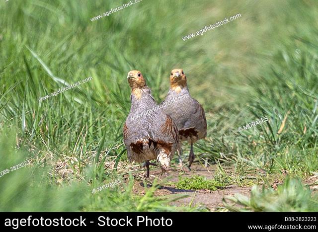 France, Department of Oise (60), Senlis region, land of great cultivation, Couple of Gray Partridge (Perdix perdix), at the time of reproduction