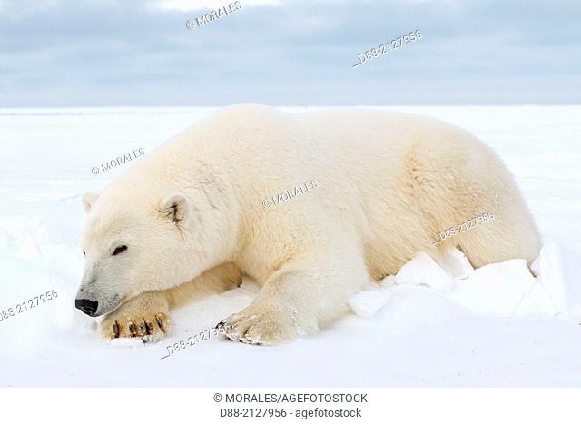 United States, Alaska, Arctic National Wildlife Refuge , Kaktovik, Polar Bear( Ursus maritimus), subadult along a barrier island outside Kaktovik, Alaska