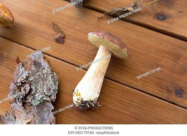 boletus edulis mushroom and pine bark on wood