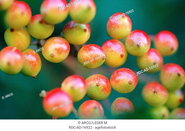 Guelder Rose, berries, Switzerland, Viburnum opulus