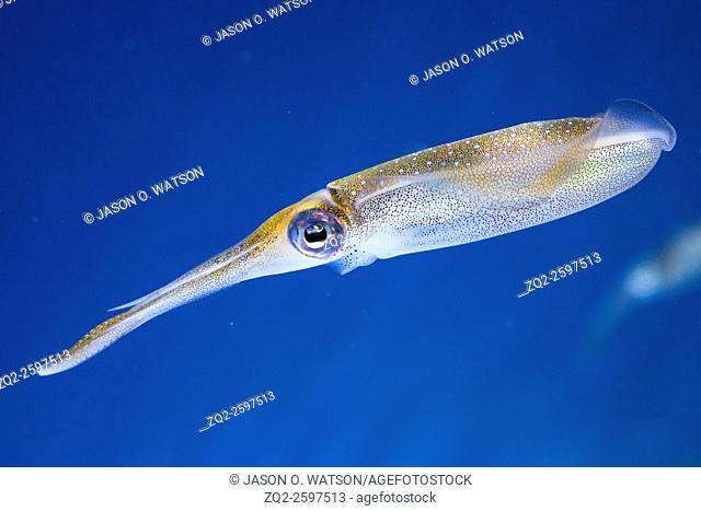 Bigfin reef squid (Sepioteuthis lessoniana), Monterey Bay Aquarium, Monterey, California, United States of America