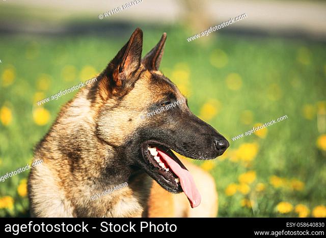 Malinois Dog Sit Outdoors In Grass. Belgian Sheepdog, Shepherd, Belgium, Chien De Berger Belge Dog