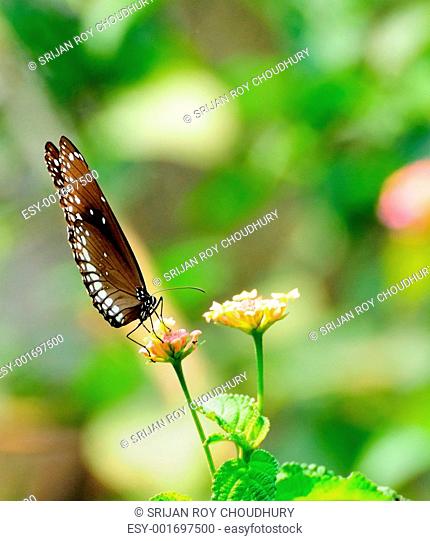 Common-crow Butterfly sitting on flowers