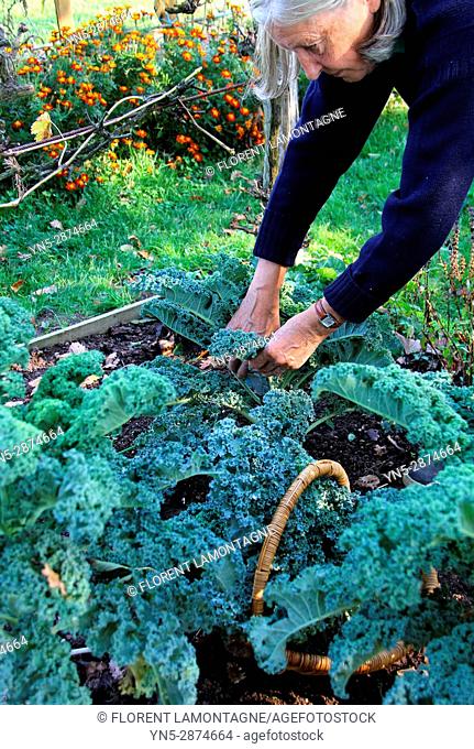 Picking of Kale's cabbage in autumn in vegetable garden