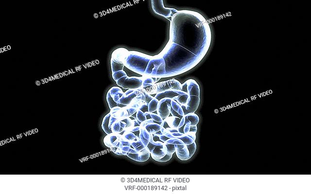 Animation depicting a quarter rotation of the stomach, duodenum and small intestine. Shown in X-ray style