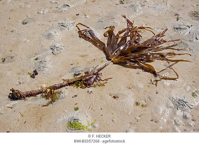 Mirkle, Kelpie, Liver weed, Pennant weed, Strapwrack, Cuvie, Tangle, Split whip wrack, Oarweed (Laminaria hyperborea), washed up on the beach, Germany