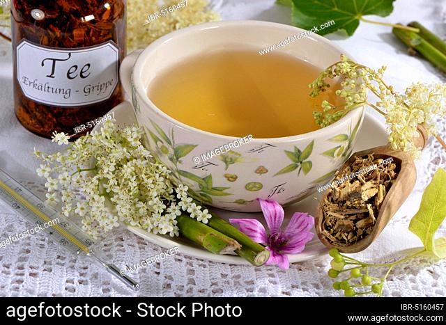 Cold and flu tea, lime blossom, elderflower (Sambucus nigra) meadowsweet, meadowsweet, liquorice root (Glycyrrhiza glabra), liquorice
