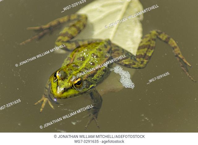 Iberian Green Frog ( Pelophylax perezi ) - also known as Perez's Frog