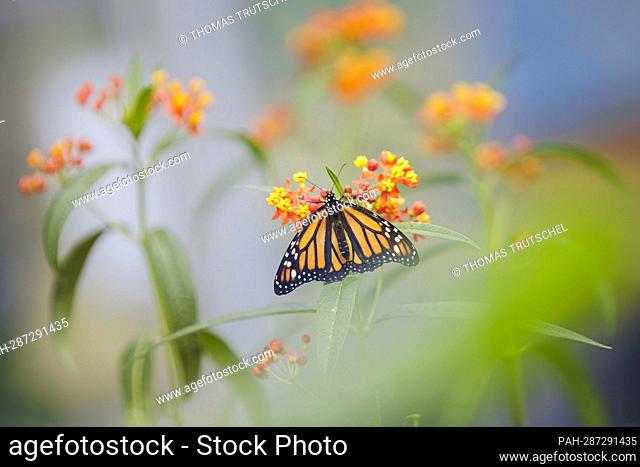 Monarch butterfly in the research greenhouse of the University of Hohenheim. The ability of insects to adapt to toxins in food plants is researched in the...