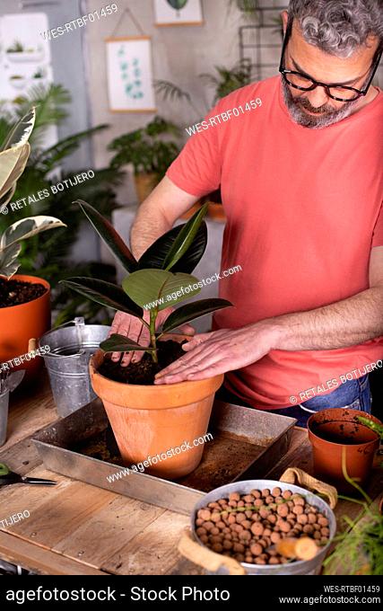 Bearded mature man planting rubber fig in pot at plant nursery
