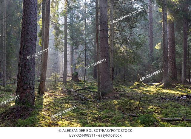 Sunbeam entering coniferous stand in misty morning, BIalowieza Forest, Poland, Europe