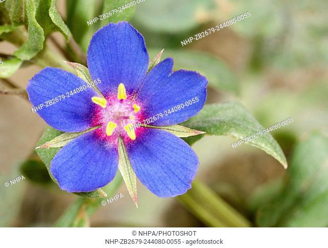 Close-up of a single Blue Pimpernel flower (Anagallis foemina) growing on waste ground in Kyrenia North Cyprus