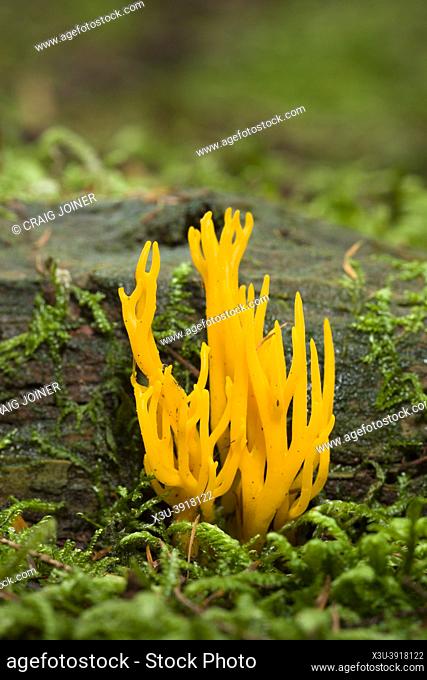Yellow Stagshorn (Calocera viscosa) growing through moss on decaying wood in a coniferous woodland in the Mendip Hills, Somerset, England