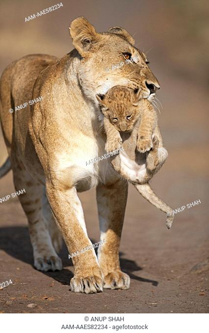Lioness carrying her cub aged 2-3 months (Panthera leo). Maasai Mara National Reserve, Kenya. August 2009