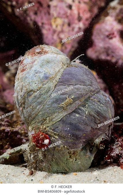 Slipper limpet, slippersnail, common slipper shell, common Atlantic slippersnail, boat shell, quarterdeck shell, fornicating slipper snail (Crepidula fornicata)