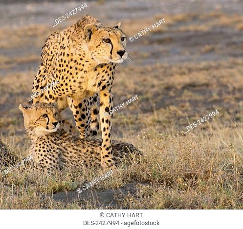 A cheetah with her cub; Tanzania