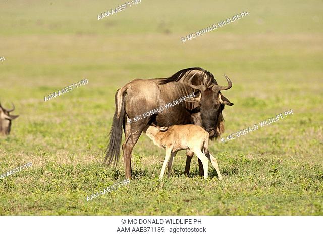 White Bearded Wildebeest (Connochaetes taurinus) mother with newborn calf right after giving birth in the Ngorongoro Crater, Ngorongoro Conservation Area