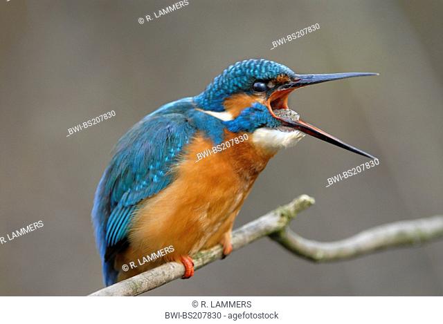river kingfisher (Alcedo atthis), pellet throwing, Germany, North Rhine-Westphalia
